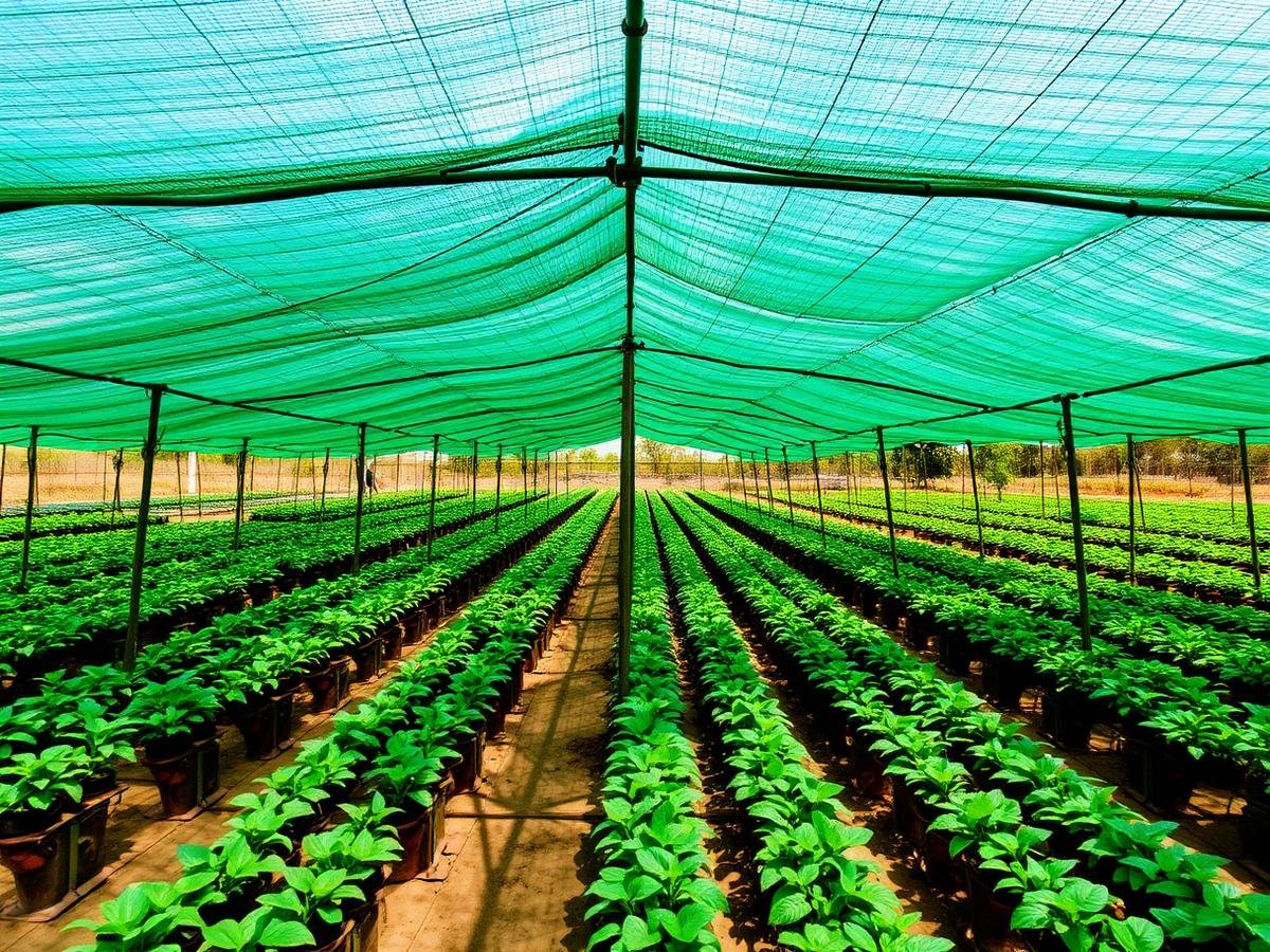 Agriculture Shade Nets: What Every Farmer Should Know Before Buying